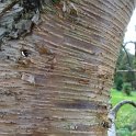 Betula alleghaniensis ecorce